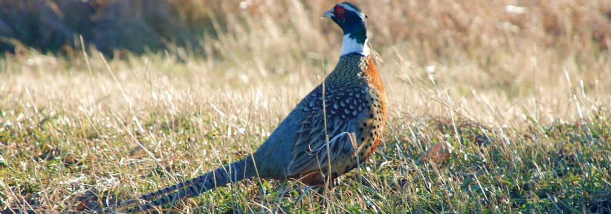 Lovački savez Varaždinske županije