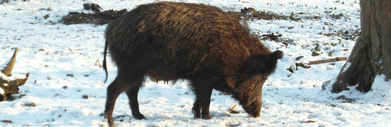 Lovački savez Varaždinske županije