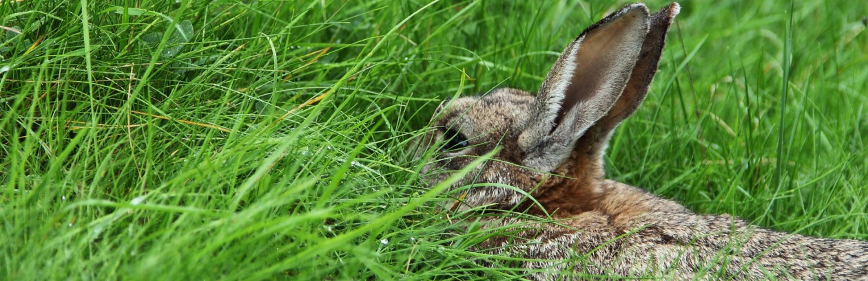Lovački savez Varaždinske županije
